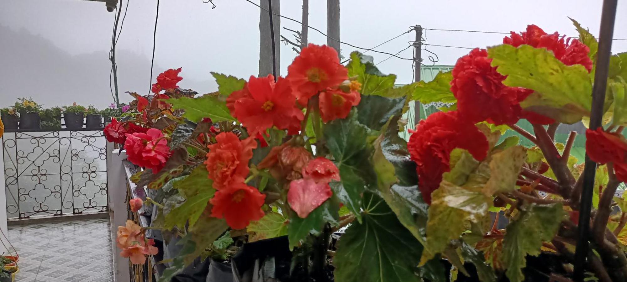 Tharbaling Homestay 다르질링 외부 사진