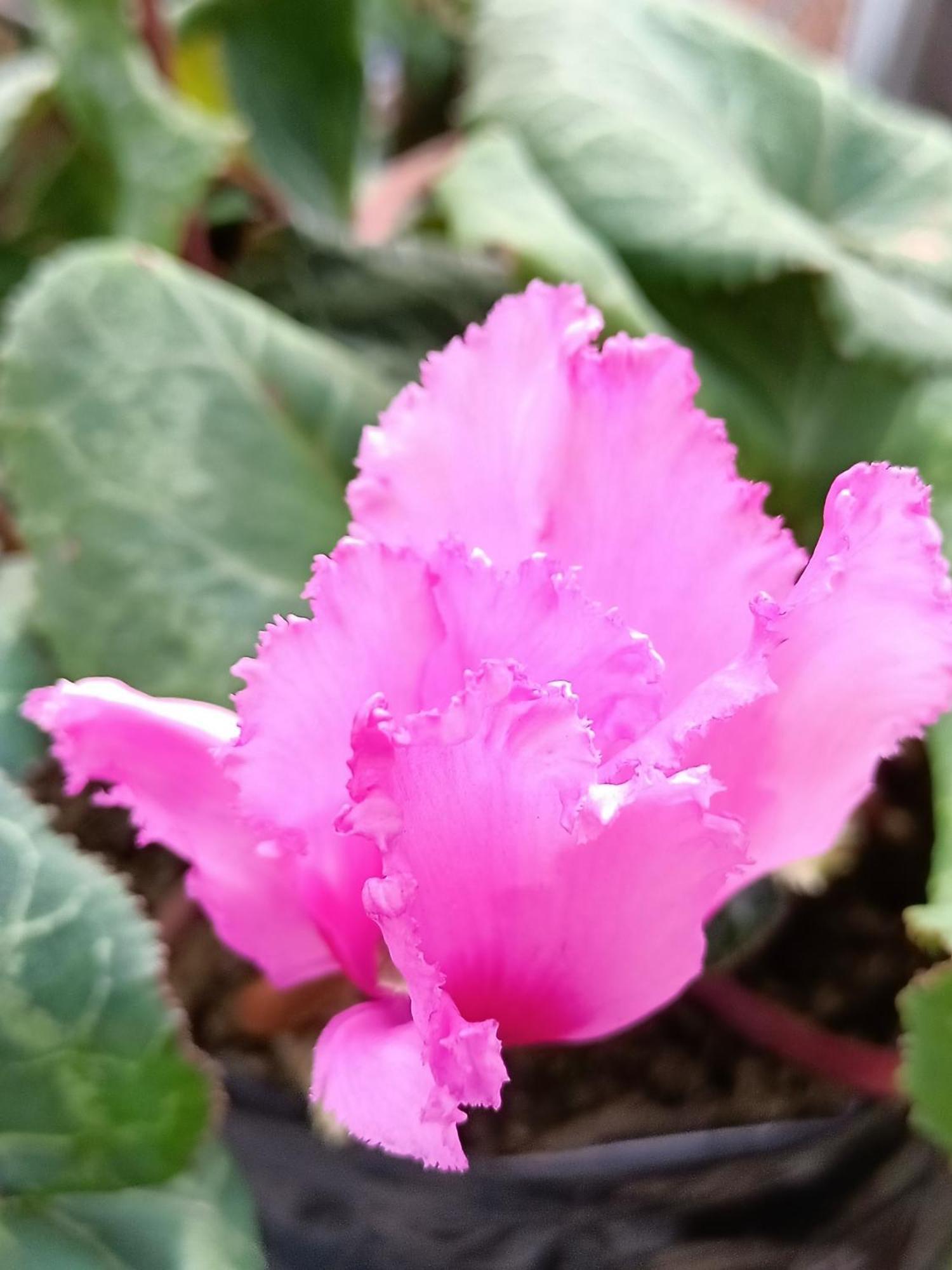 Tharbaling Homestay 다르질링 외부 사진